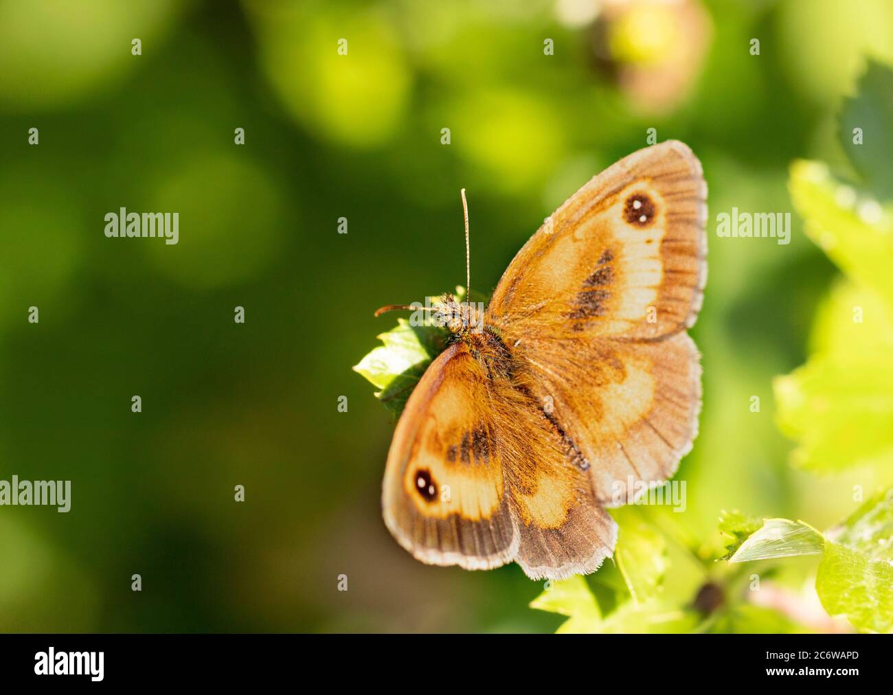Torwart Butterfly, Pyronia tithonus, kleiner Schmetterling auf einem grünen Blatt in Großbritannien, Sommer 2020 Stockfoto