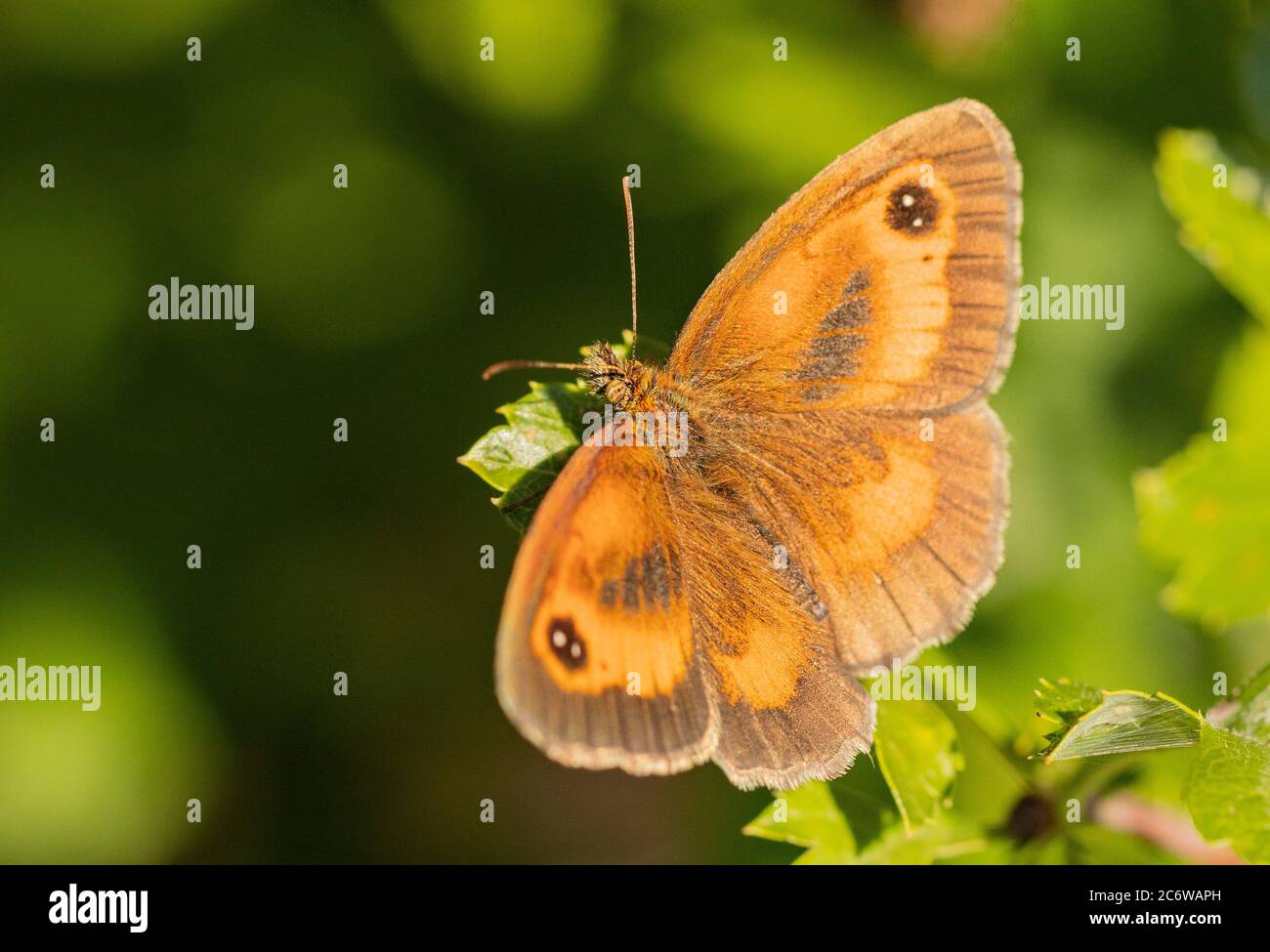 Torwart Butterfly, Pyronia tithonus, thront auf einer Blume in einer englischen Wiese, Sommer 2020 Stockfoto