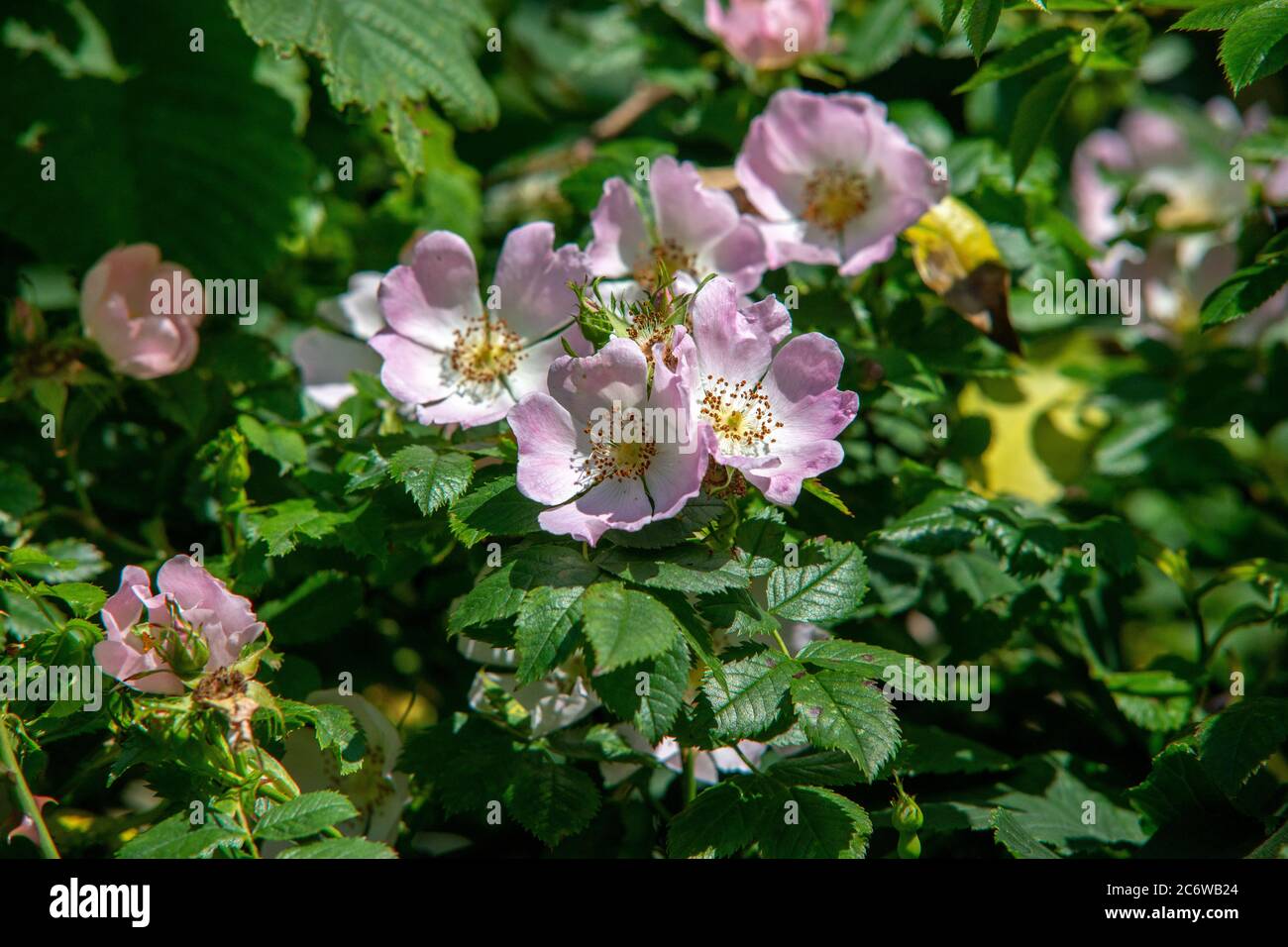 Hunderose in Blüte Stockfoto