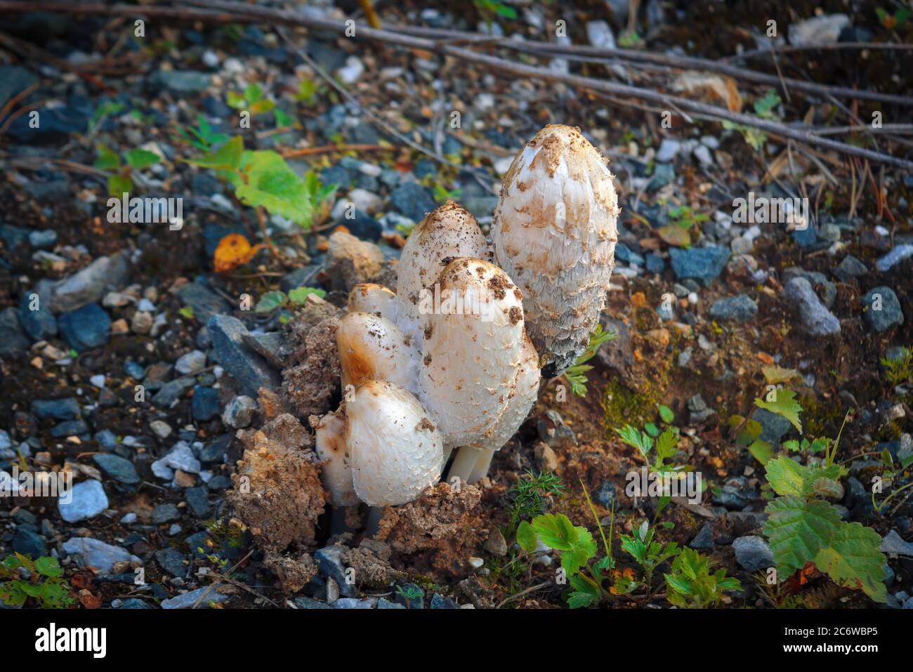 Weißer Pilz mit lateinischem Namen Coprinus und gewöhnlicher Namensfarbe Kappe. Stockfoto