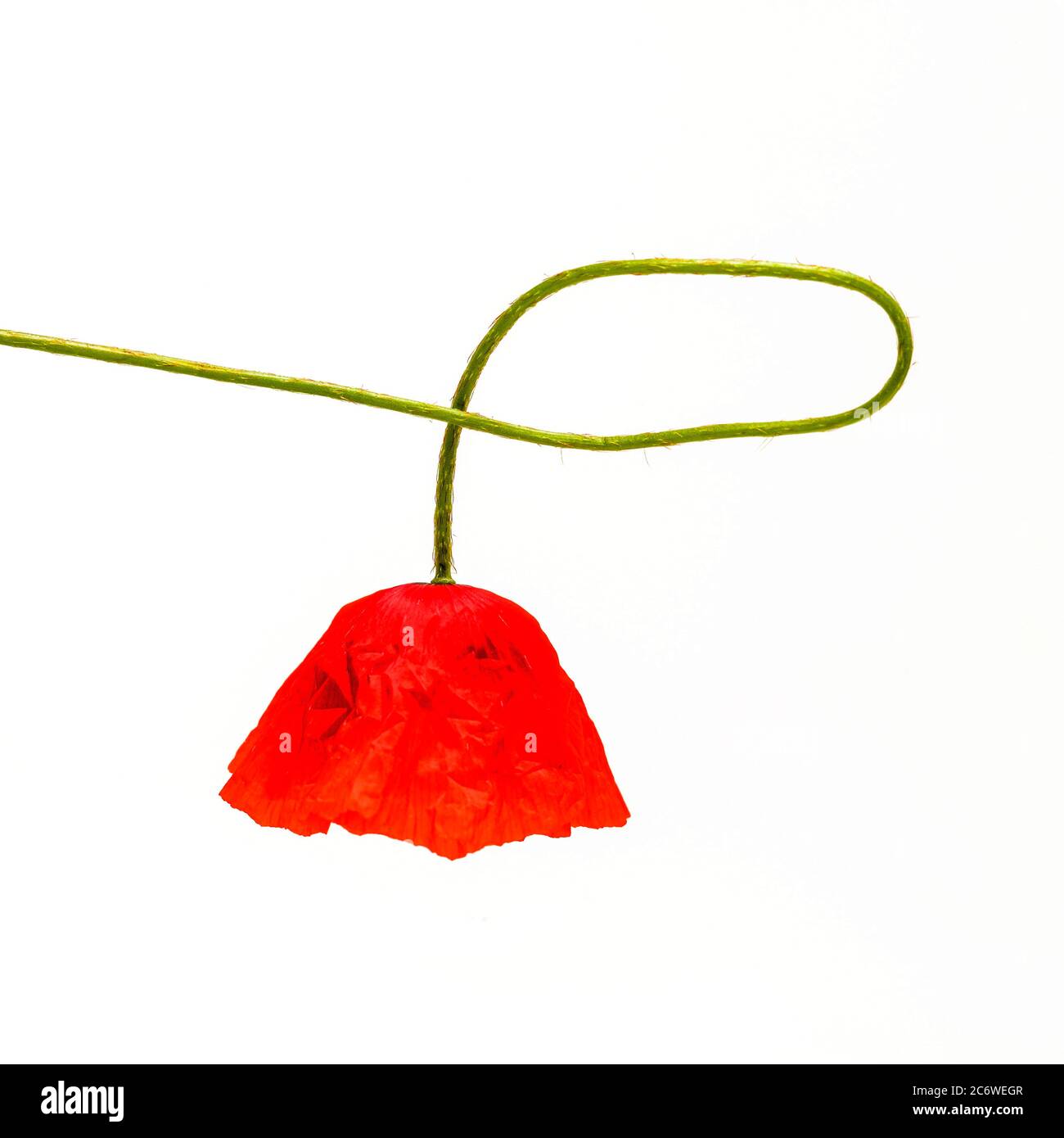 Roter Mohn mit grünem Stiel, elegant gebogen vor weißem Hintergrund Stockfoto
