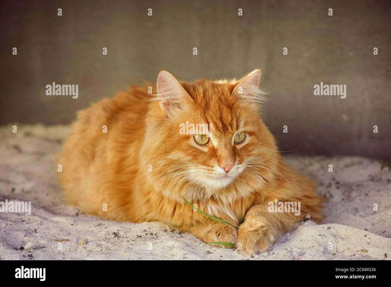 Eine Ingwerkatze, die auf einem Sandhaufen an einer Wand sitzt. Nahaufnahme. Stockfoto