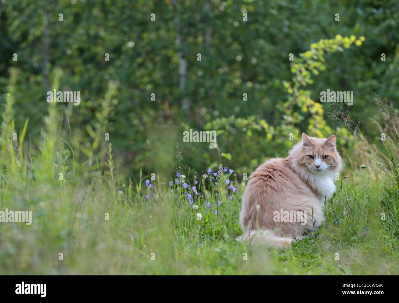 Ein norwegischer Waldkatzenmännchen, der im Abendlicht im hohen Gras sitzt Stockfoto