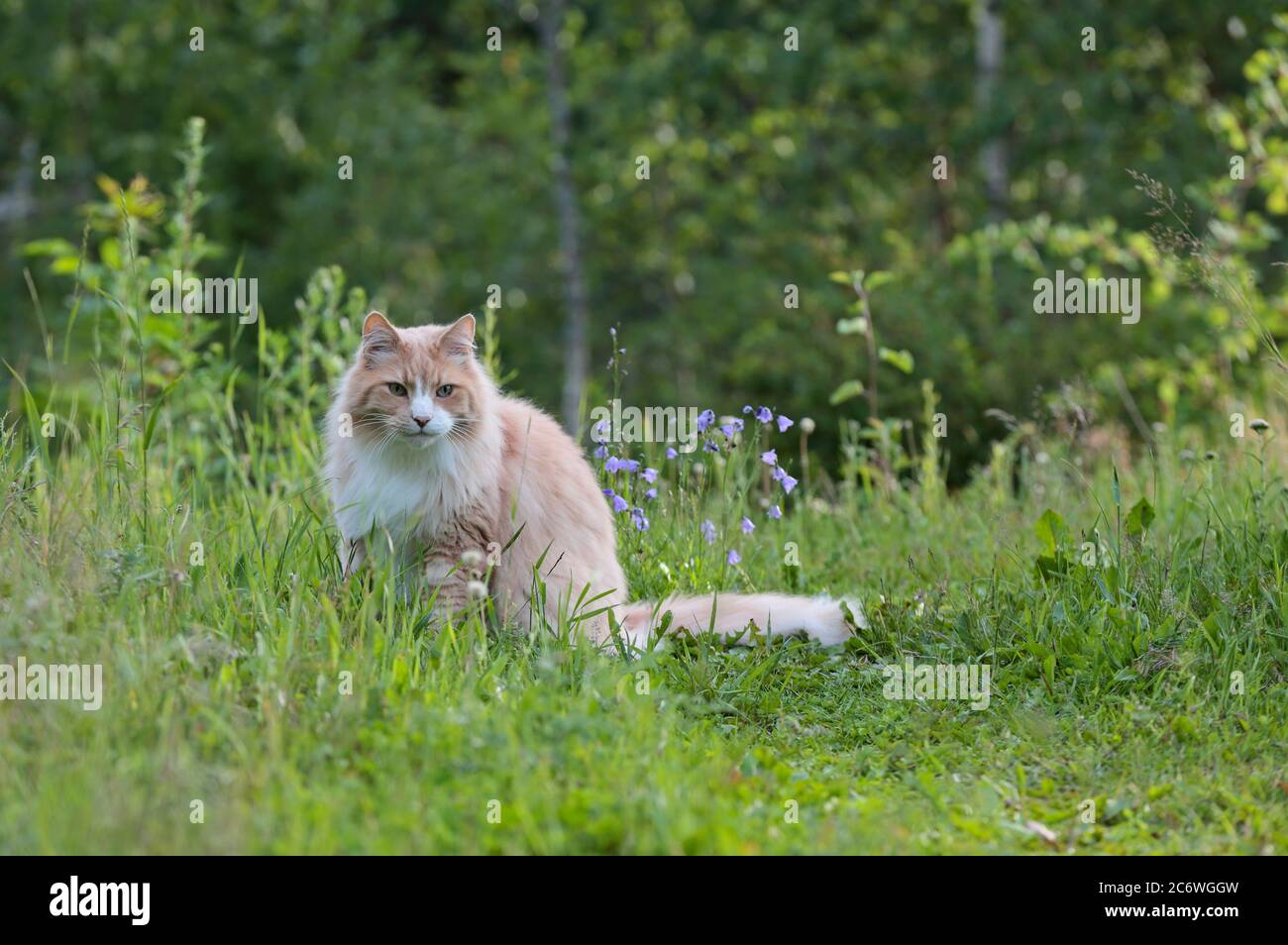 Ein norwegischer Waldkatzenmännchen, der im Abendlicht im hohen Gras sitzt Stockfoto