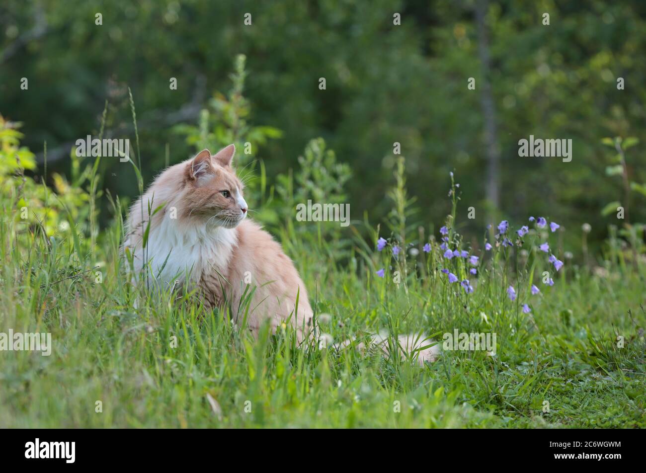 Ein norwegischer Waldkatzenmännchen, der im Abendlicht im hohen Gras sitzt Stockfoto