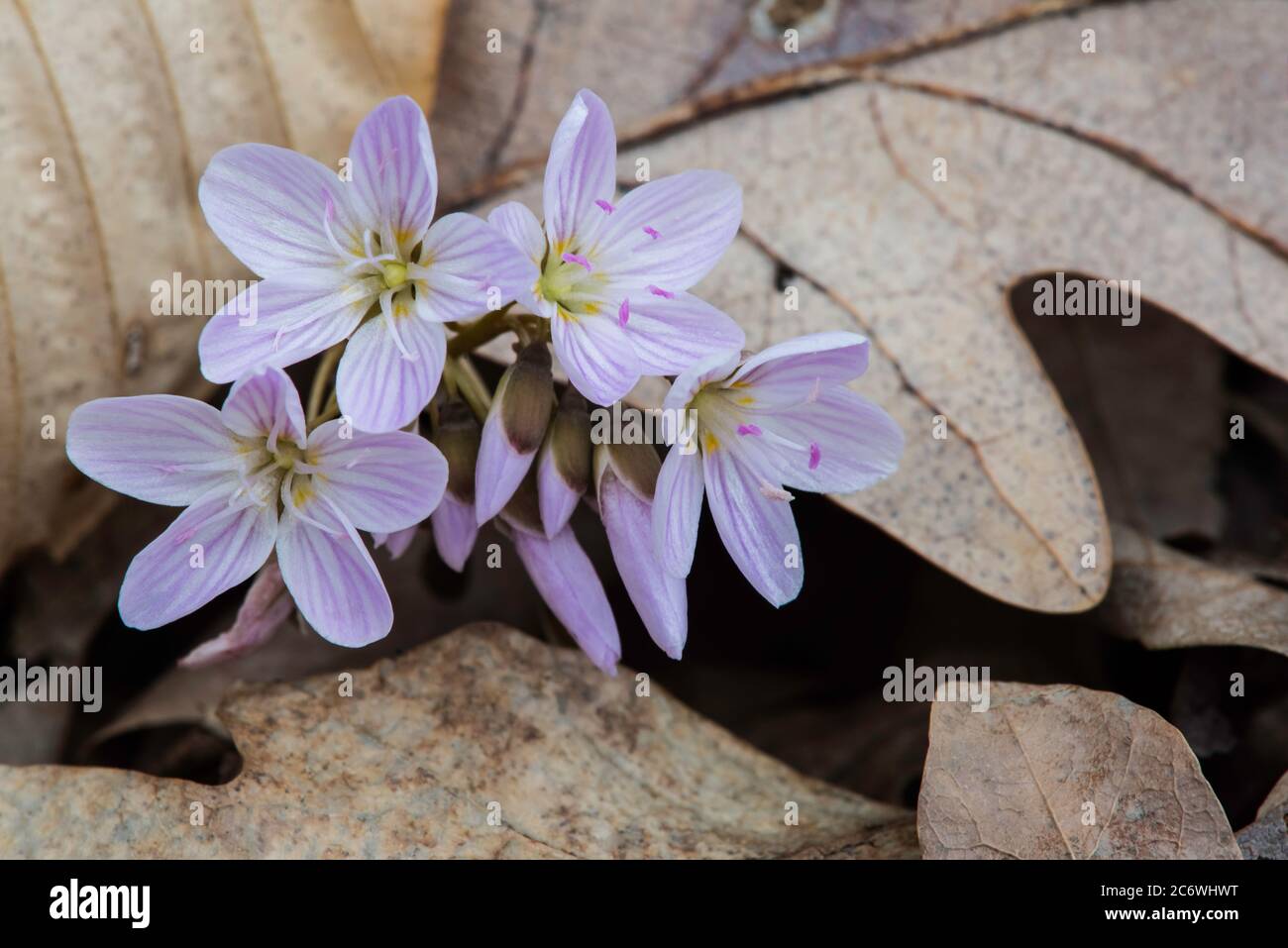 Frühling Schönheit in Blüte (Claytonia virginica), E USA, von Bruce Montagne/Dembinsky Photo Assoc Stockfoto