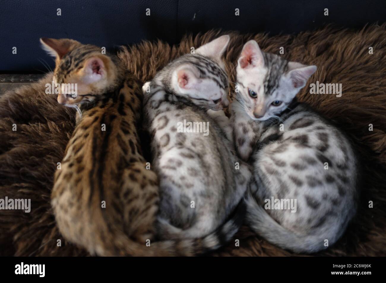 Ein Nest von süßen Bengali Kätzchen auf einer flauschigen Decke Stockfoto