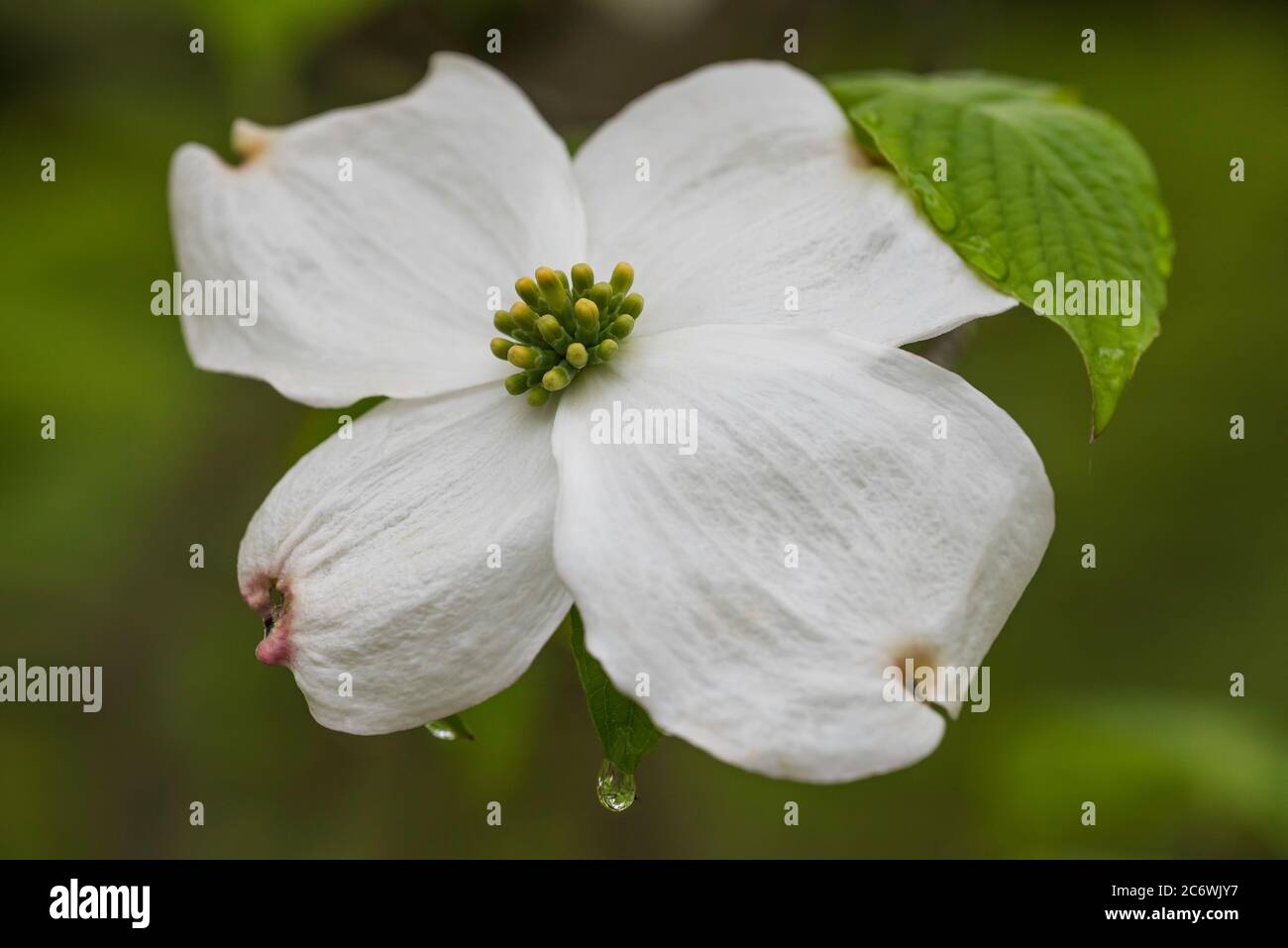 Blühende Dogwood Blume (Cornus florida), E USA, Frühling, von Bruce Montagne/Dembinsky Photo Assoc Stockfoto
