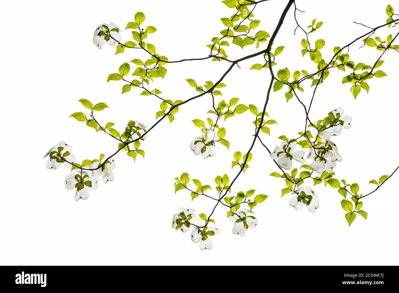 Blühende Dogwood Blume (Cornus florida), E USA, Frühling, von Bruce Montagne/Dembinsky Photo Assoc Stockfoto