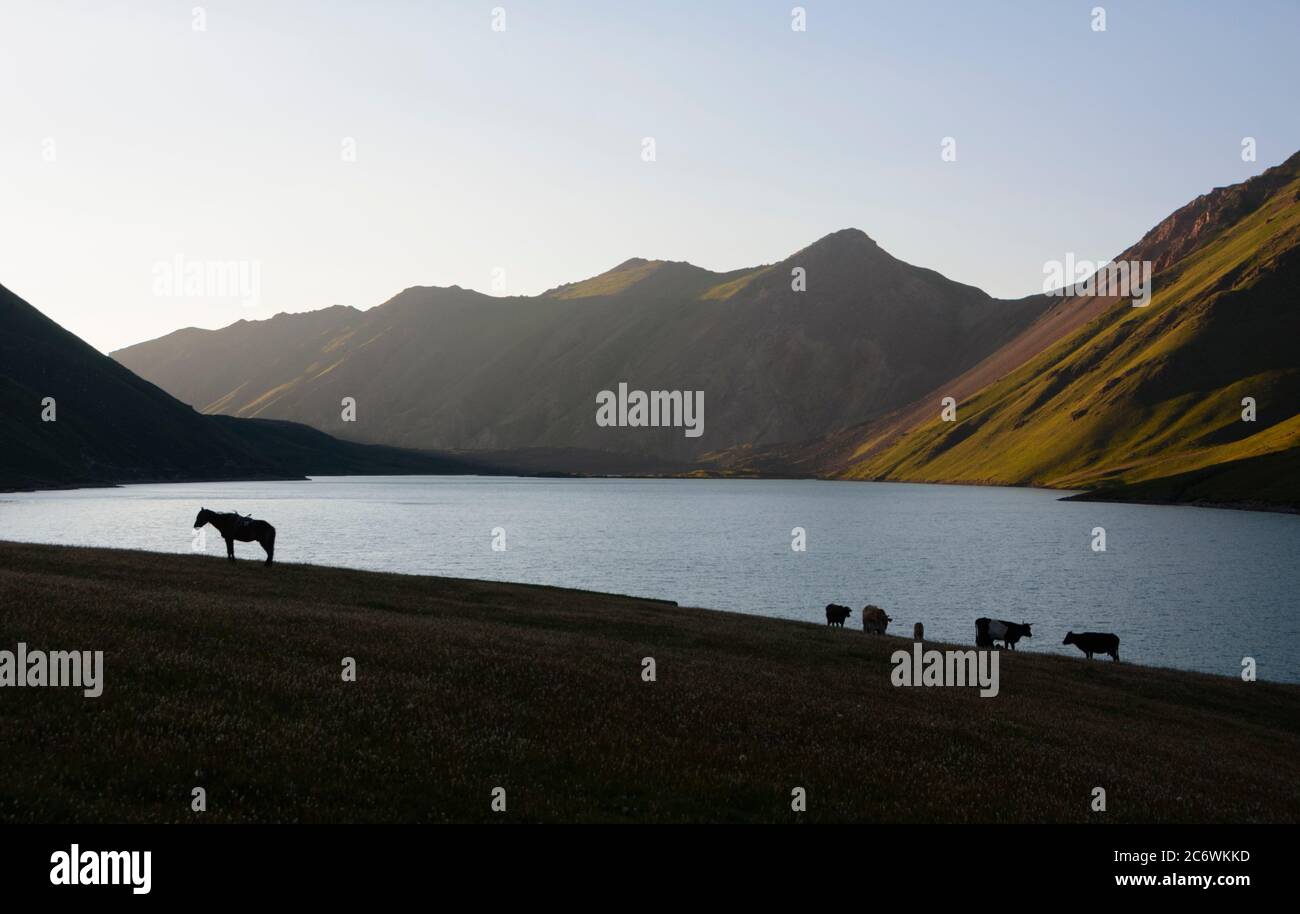 Pferd und Kühe an einem hohen See in den Tian Shan Bergen. Kirgisistan Stockfoto