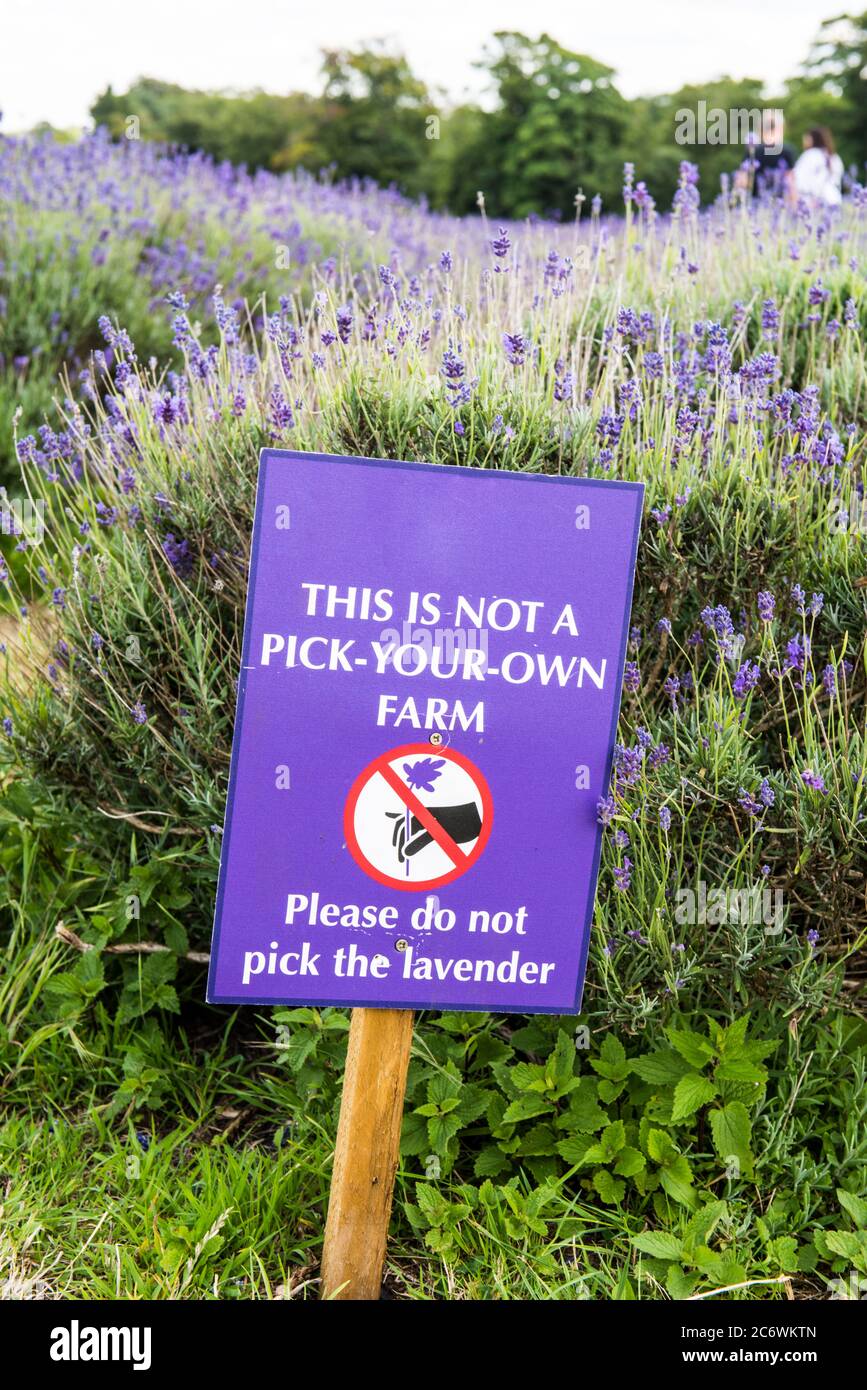Pflücken Sie nicht Blumen Bord in einem Lavendel Bauernhof Stockfoto