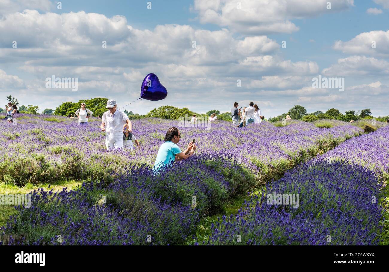 Besucher der Lavendel Farm, die Fotos auf dem Handy Stockfoto