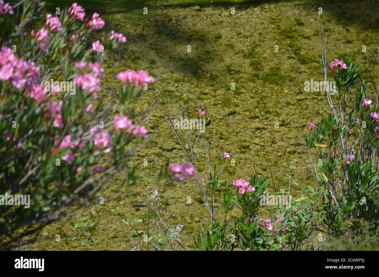 Nerium (Nerium Oleander) am Ufer des Palancia Flusses, einem mediterranen Gebirgsfluss in der Region Valencia, Ostspanien Stockfoto