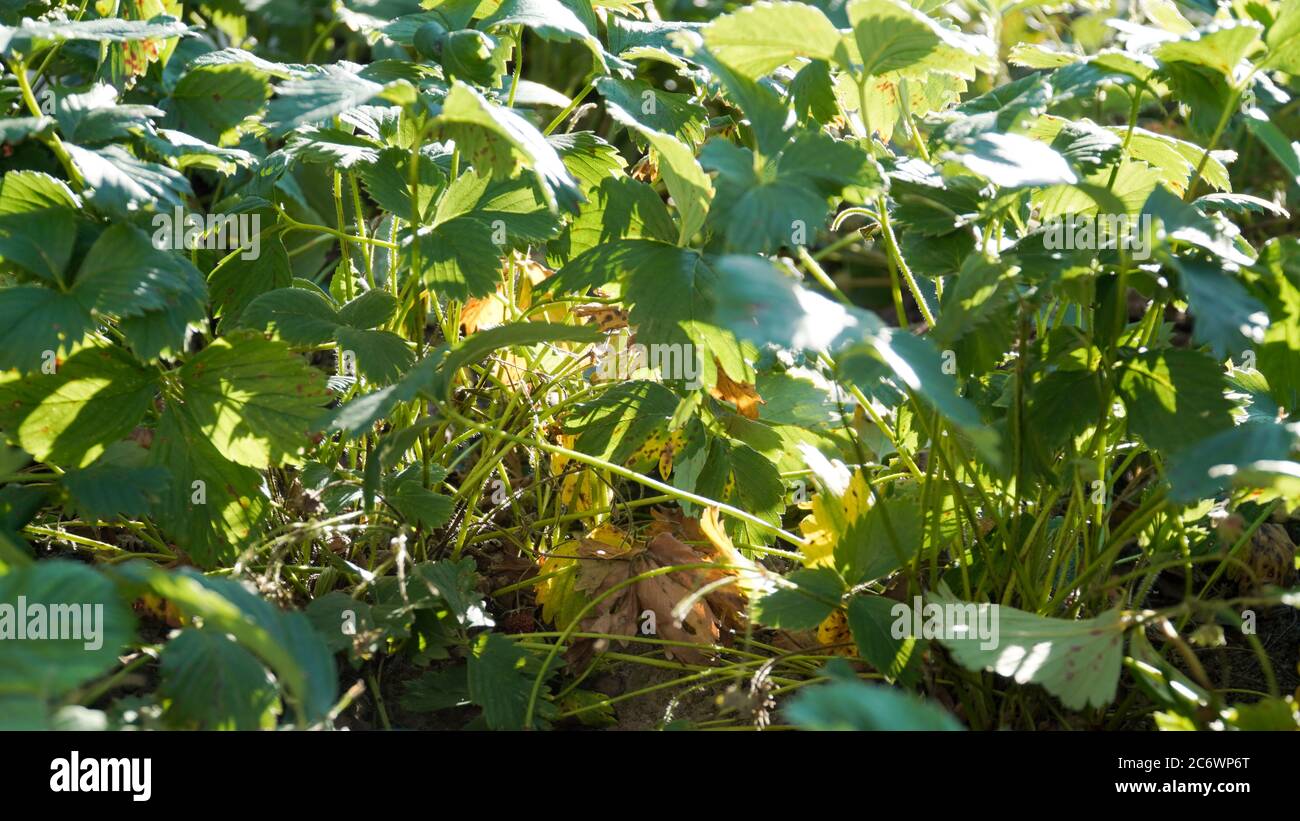 Gartenimpressionen an einem sonnigen Sommertag in Fulda, Deutschland. Stockfoto