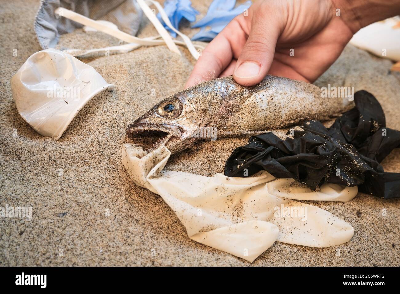 Mann schnappen tote Kabeljau Fisch in medizinischen Müll weggeworfen, Einweg-Abfall Verschmutzung Auswirkungen auf sandige Küste, Coronavirus Konzept Stockfoto