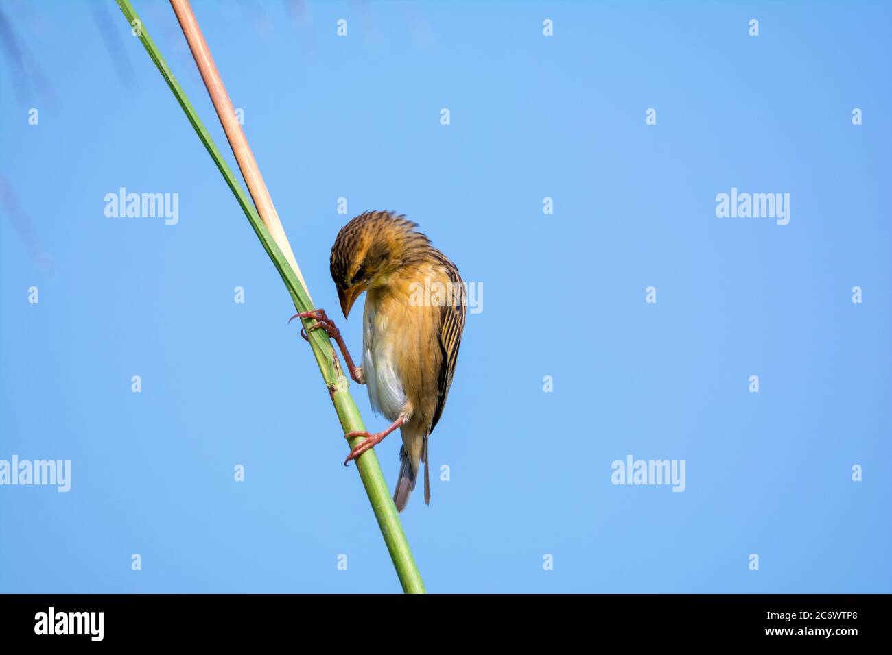 Kleiner brauner Webervogel auf Gras Stockfoto