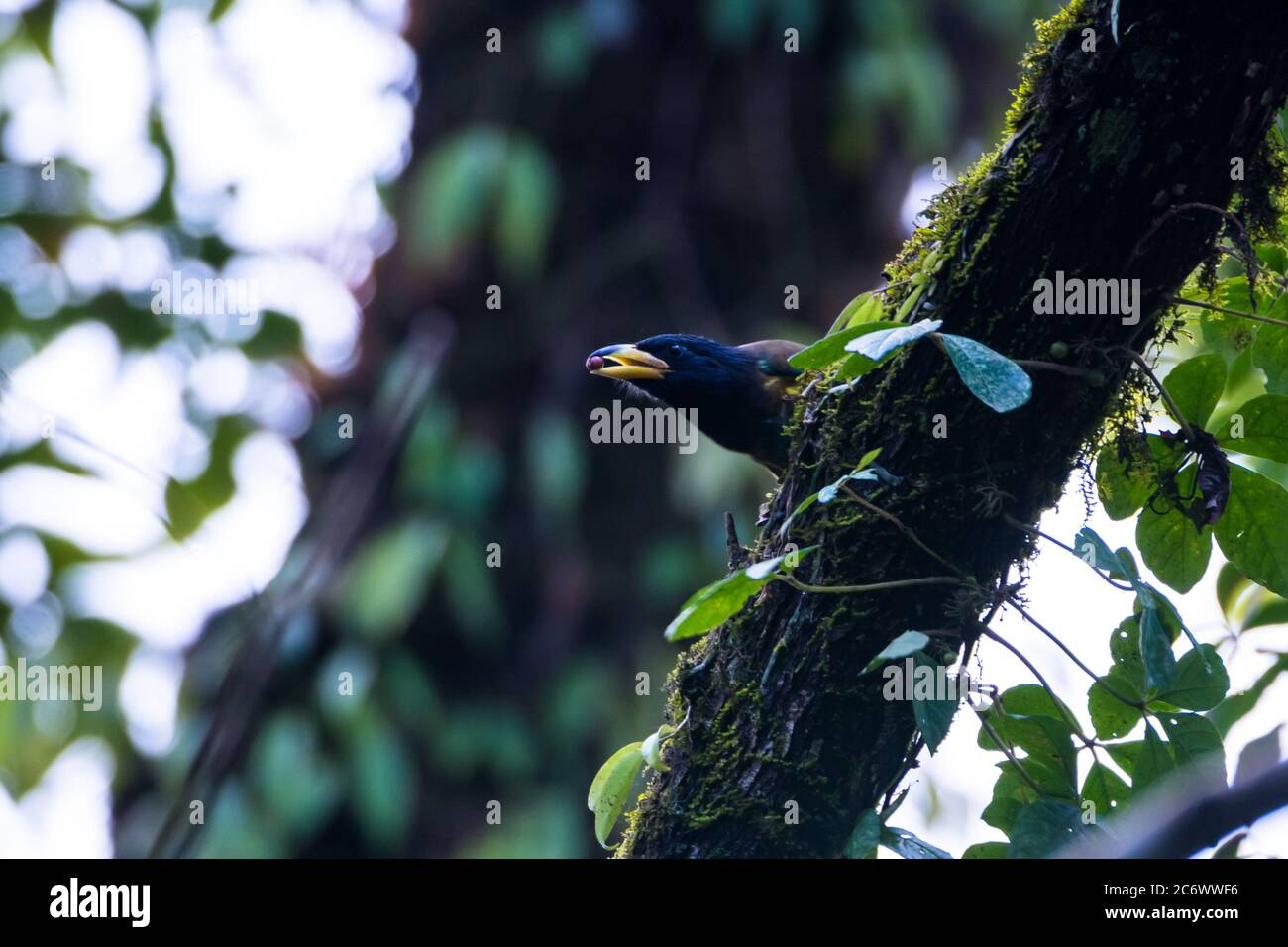 Er schöne kleine niedliche große Barbet auf dem Ast und essen Obst im grünen Wald und verschwimmen grünen Wald Hintergrund Stockfoto