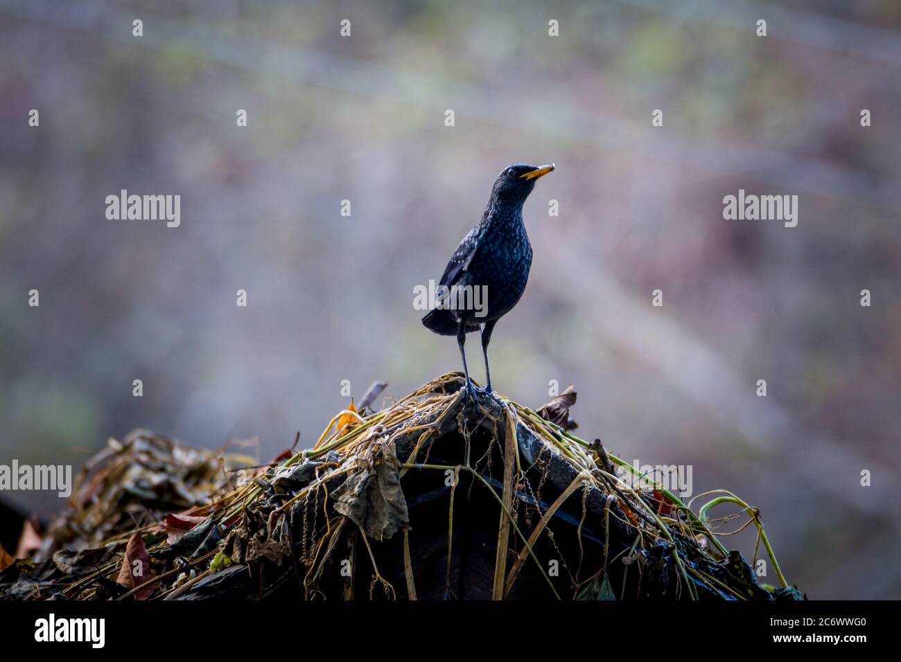 Schöner Blue Whistling Drossel Vogel im Wald Stockfoto