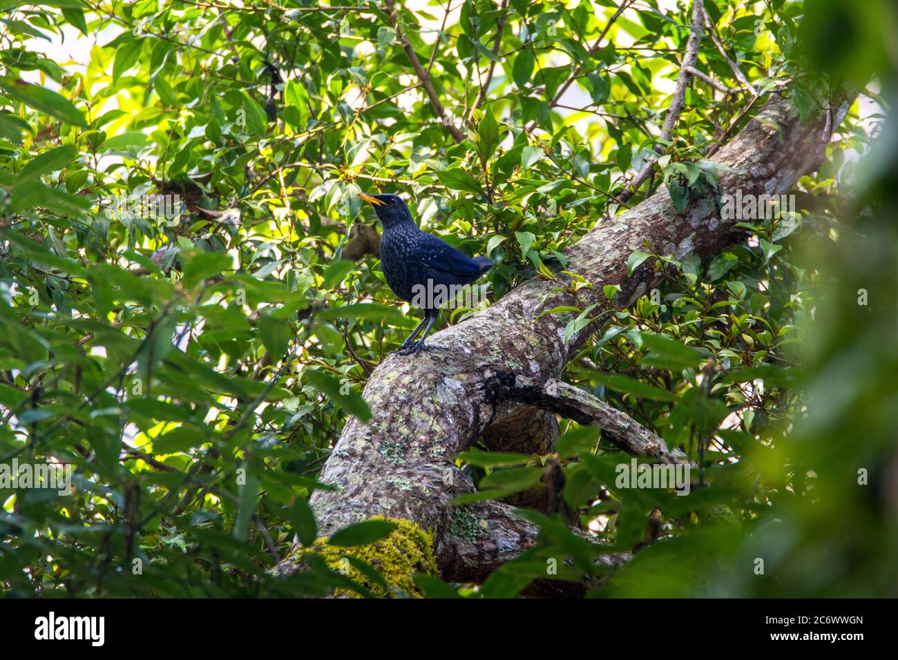 Schöner Blue Whistling Drossel Vogel im Wald Stockfoto