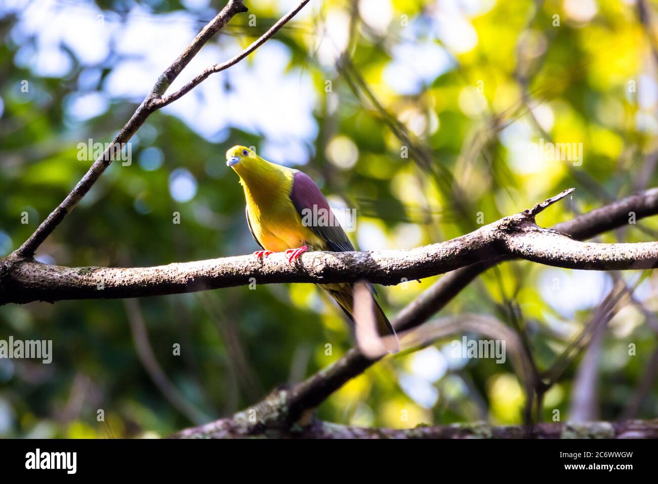 Keil-tailed Green-Taube oder Kokla Green Taube (Treron sphenurus) oder Hill Taube auf Baum Zweig Stockfoto