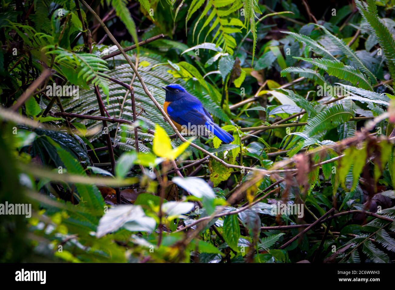 Schöner blauer Rüde-Rufous-bauchiger niltava Vogel Stockfoto