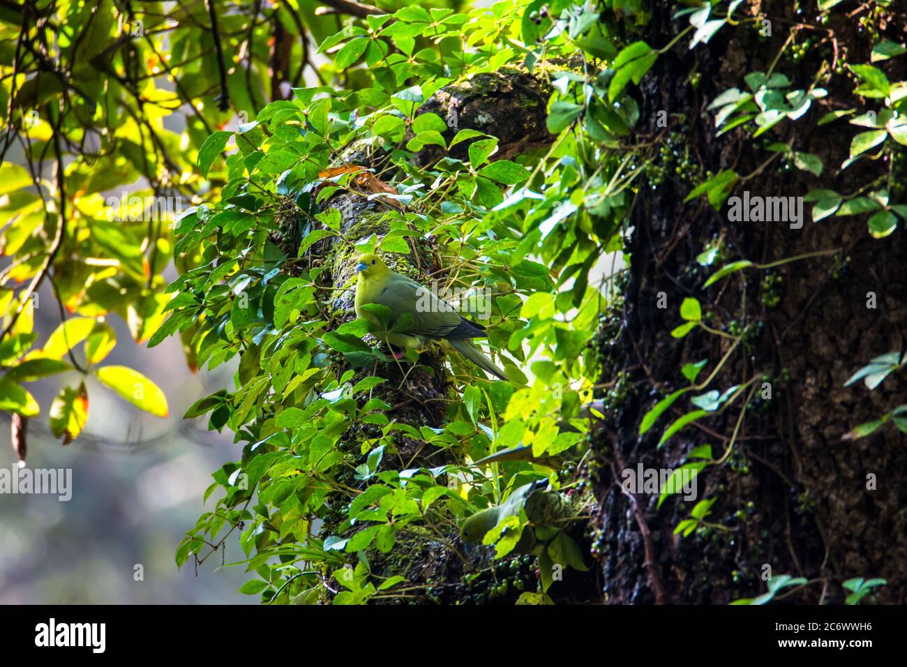 Keil-tailed Green-Taube oder Kokla Green Taube (Treron sphenurus) oder Hill Taube auf grünen Baum Zweig Stockfoto