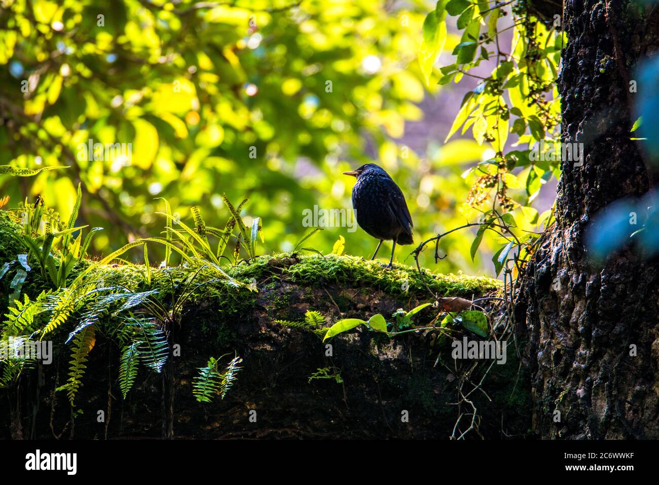 Schöner blauer Pfeifdrossel Vogel am Waldbaumbaum Stockfoto