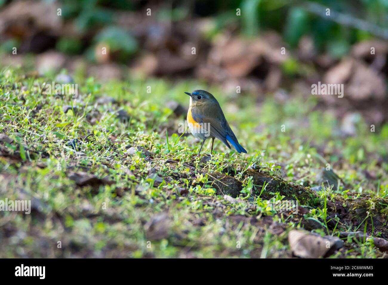 Schöne blaue weibliche Rufous-bauchige niltava Vogel Stockfoto