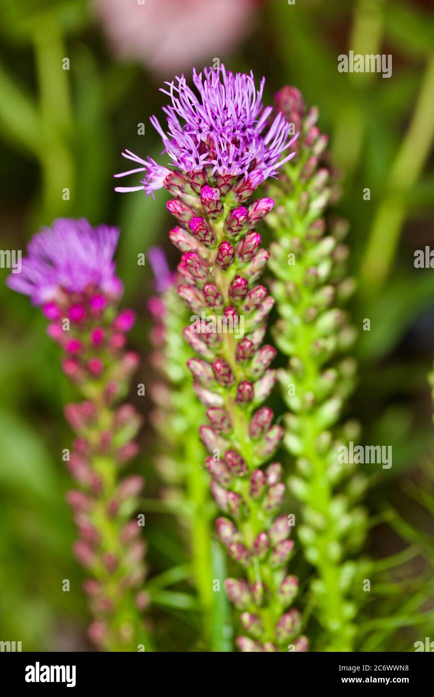 Liatris spicata 'Kobold' schwule Feder Stockfoto