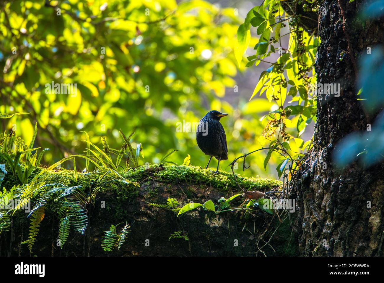 Schöner blauer Pfeifdrossel Vogel am Waldbaumbaum Stockfoto