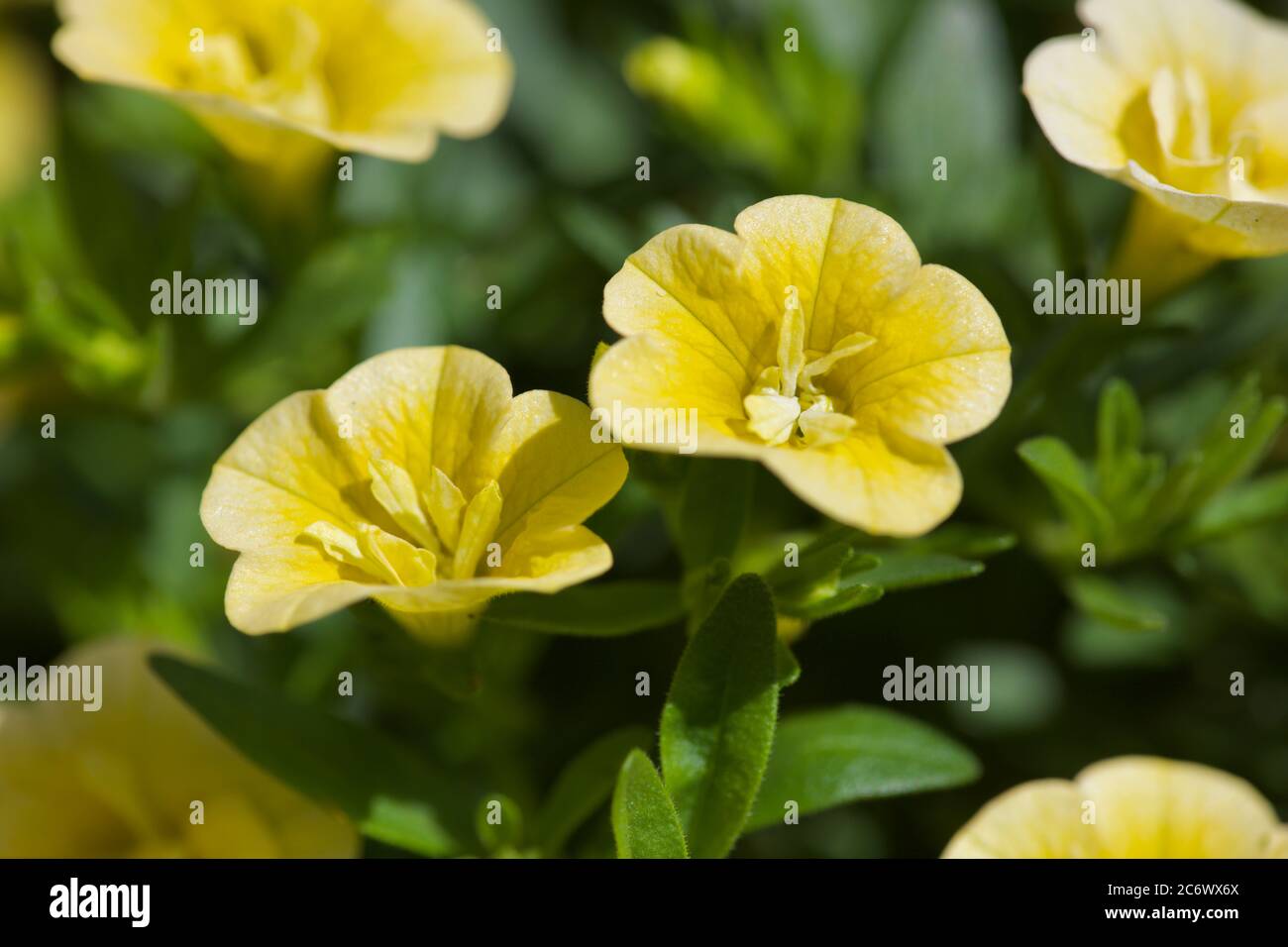 Calibrachoa 'Millionen Glocken gelb' Stockfoto