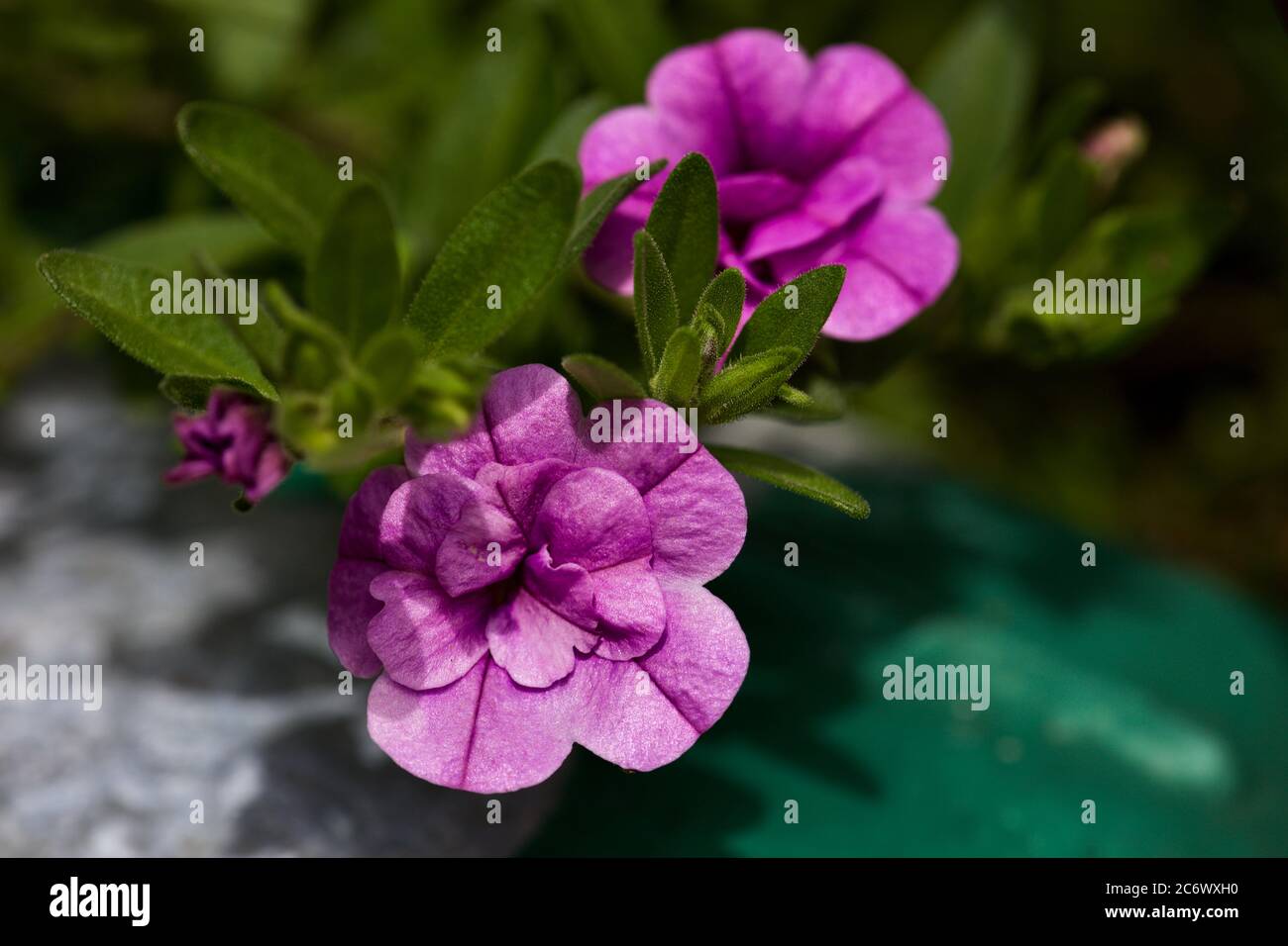 Nachgestellte Calibrachoa Mini Petunia Stockfoto