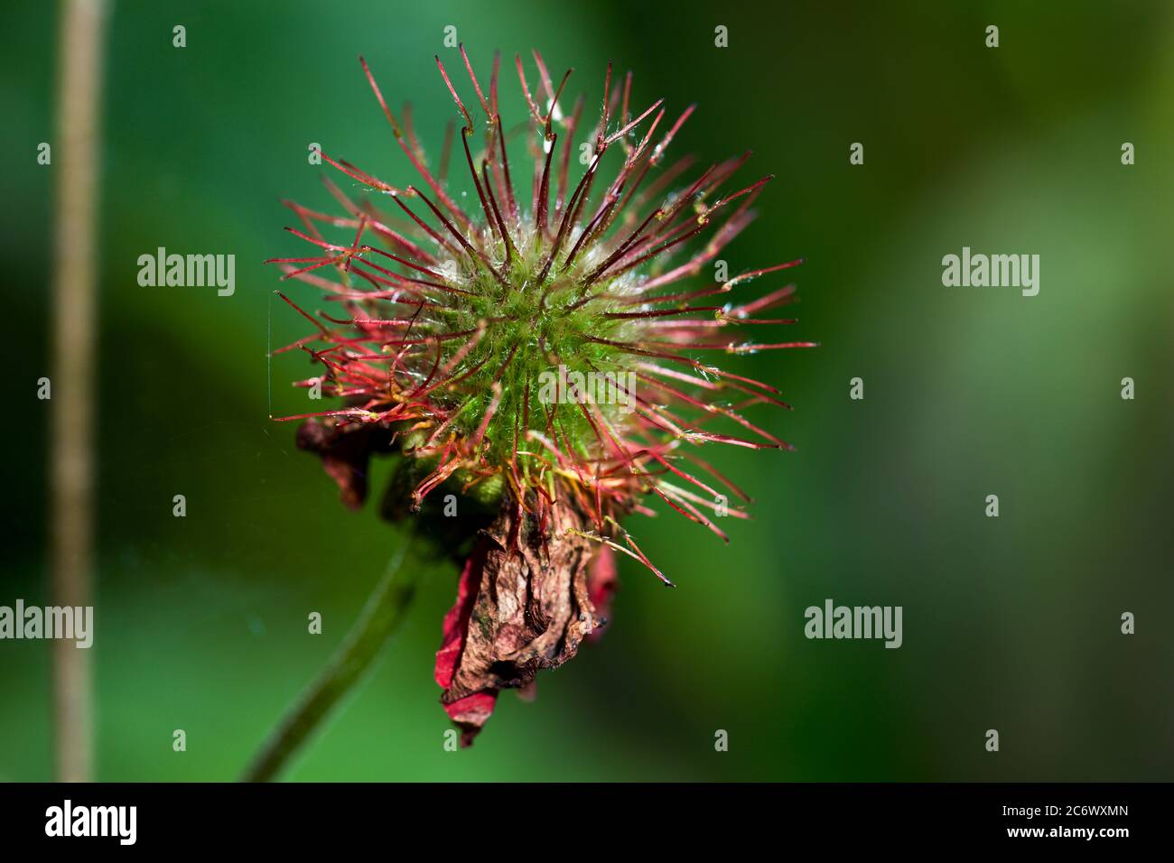 Geum, Avene 'Blazing Sunset' Blumen sterben Stockfoto