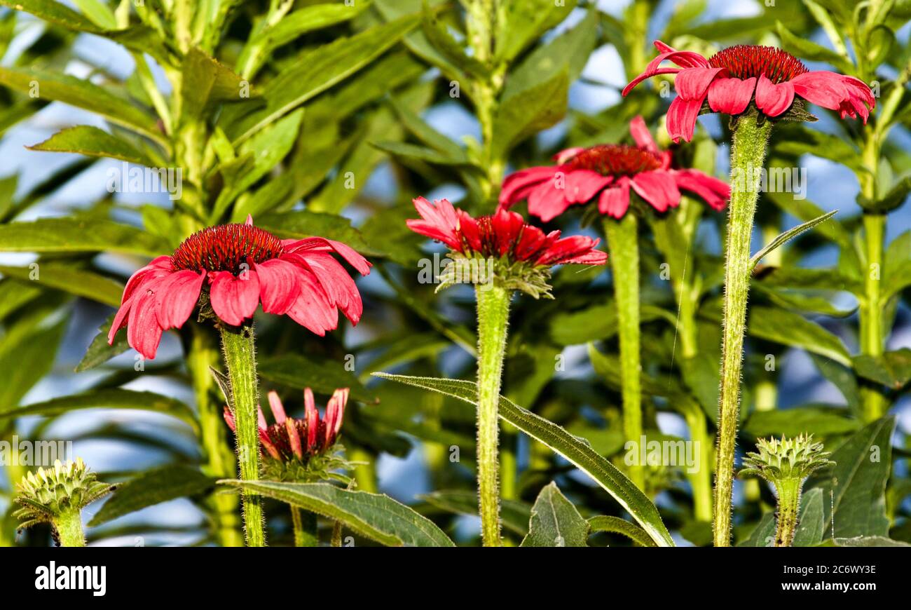 Echinacea purpurea Stockfoto