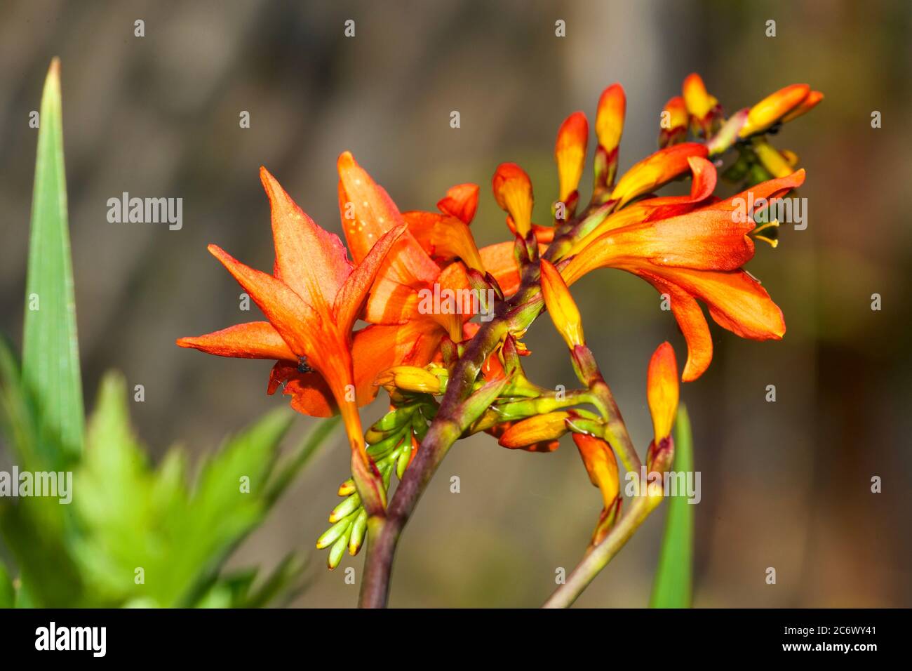 Crocosmia masoniorum Stockfoto