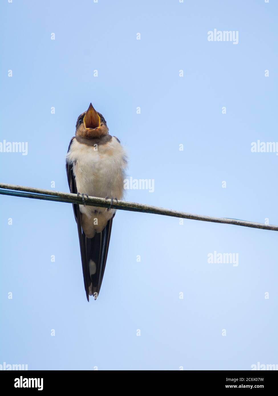 Sand martin, Gemeinsamer Haus martin, Scheune Schwalbe Stockfoto