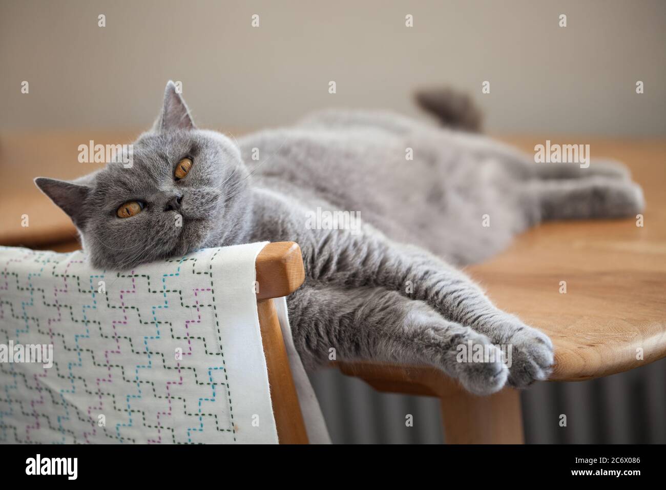 Nette graue Katze, die ihren Kopf auf der Rückseite eines Stuhls ruht. Stockfoto