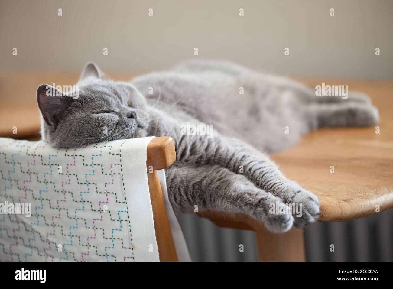 Nette graue Katze, die ihren Kopf auf der Rückseite eines Stuhls ruht. Stockfoto
