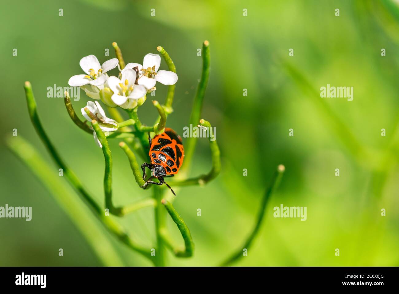 Nahaufnahme eines Feuerbugs (Pyrrhocoris apterus), der auf einer Blume im Wald sitzt Stockfoto