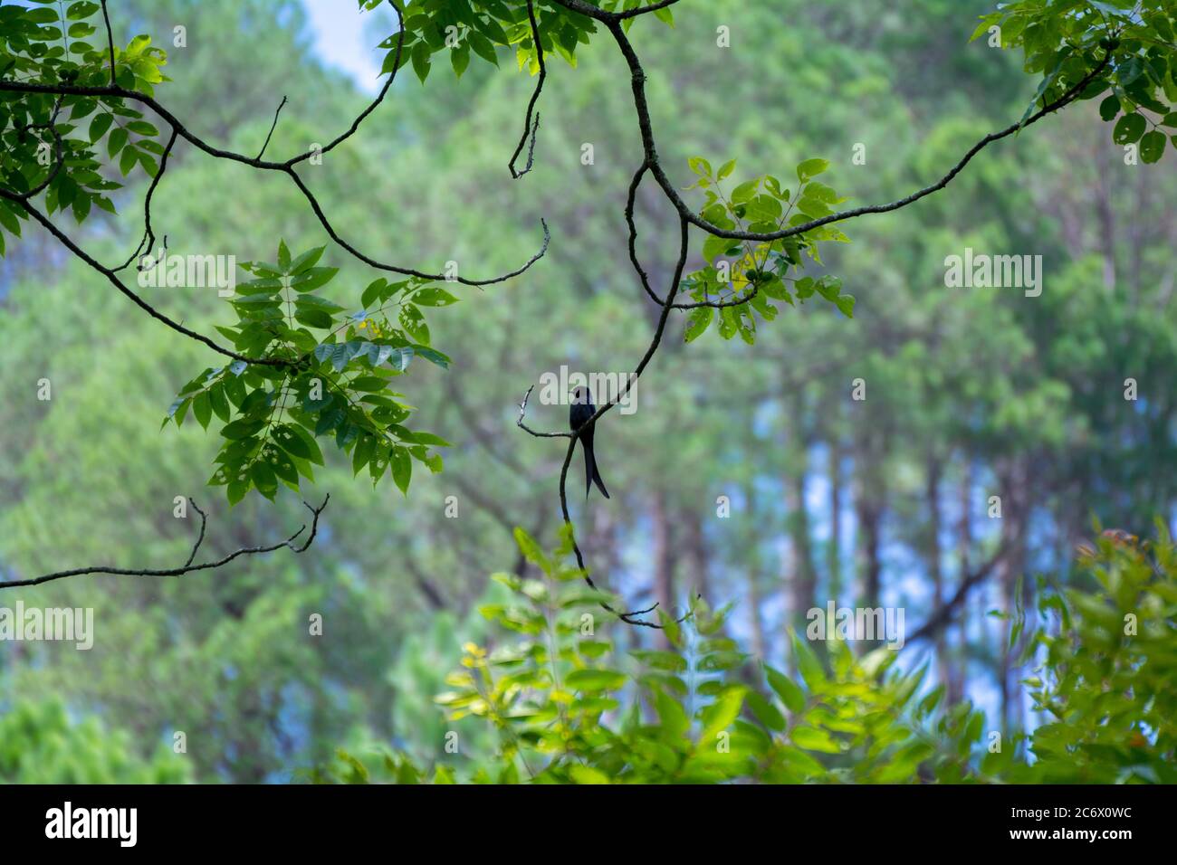 Schwarzer Vogel bronziert Drongo auf einem Baum Ast Stockfoto
