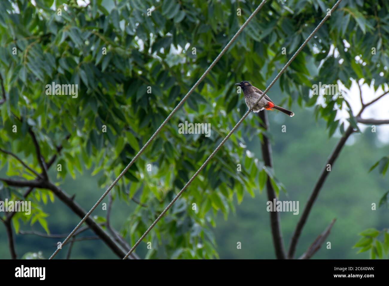 Rot belüftete Bulbul sitzende elektrische Kabel Stockfoto
