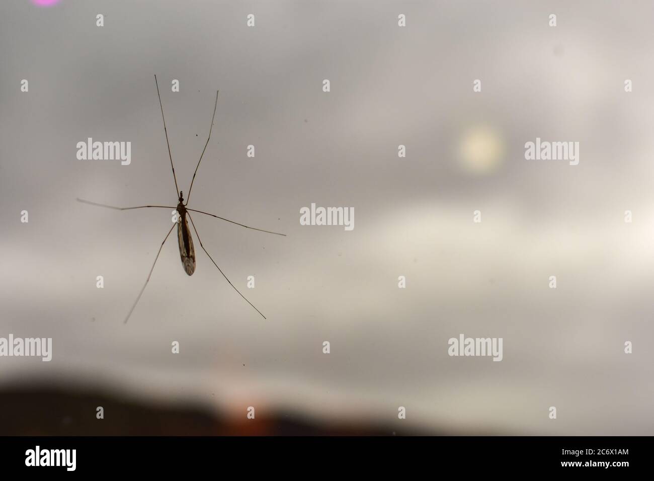 Kran Fliegen auf dem Fenster Stockfoto