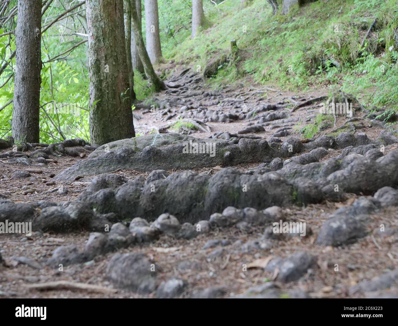 Große dicke Wurzeln von Bäumen über einen Weg in einem Wald Stockfoto