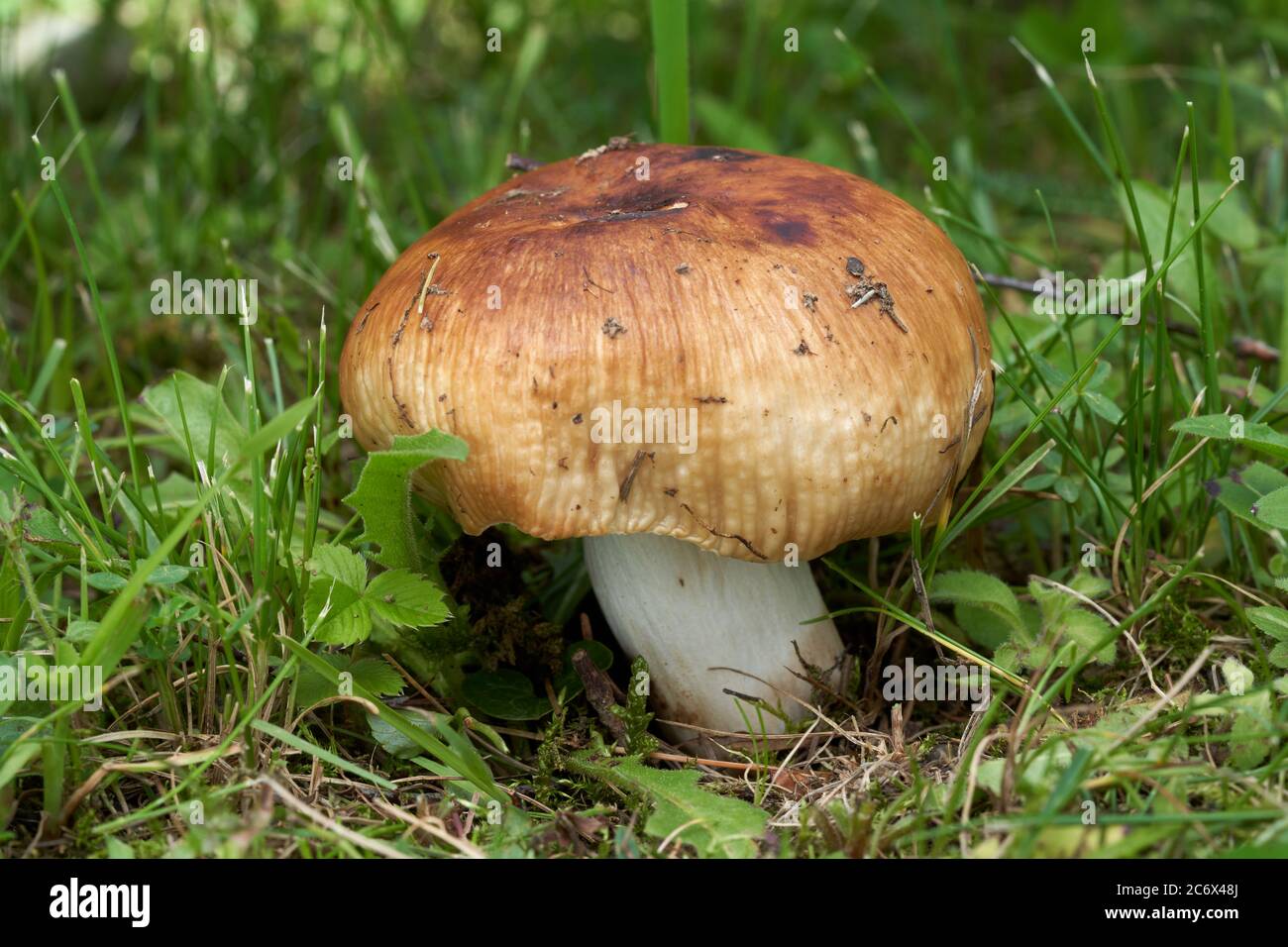Ungenießbarer Pilz Russula fötens in der Waldwiese. Bekannt als stinkender Täuschungsruss. Pilz mit honiggelber Tasse und weißem Stiel im Gras. Stockfoto