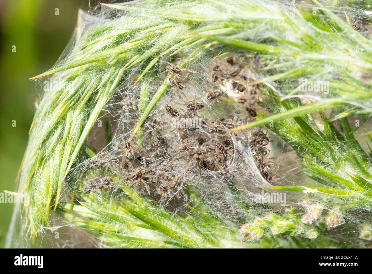 Spinnenarten der Gartenspinne (Araneus diadematus, Kreuzweber) in einem um Gräser gewebt Netz, UK Stockfoto