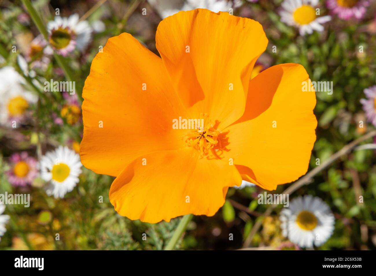 Gelbe Poppie Blume Nahaufnahme Stockfoto