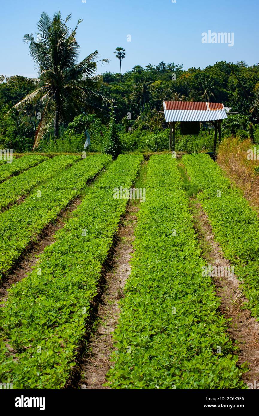 Indonesische Farm Stockfoto