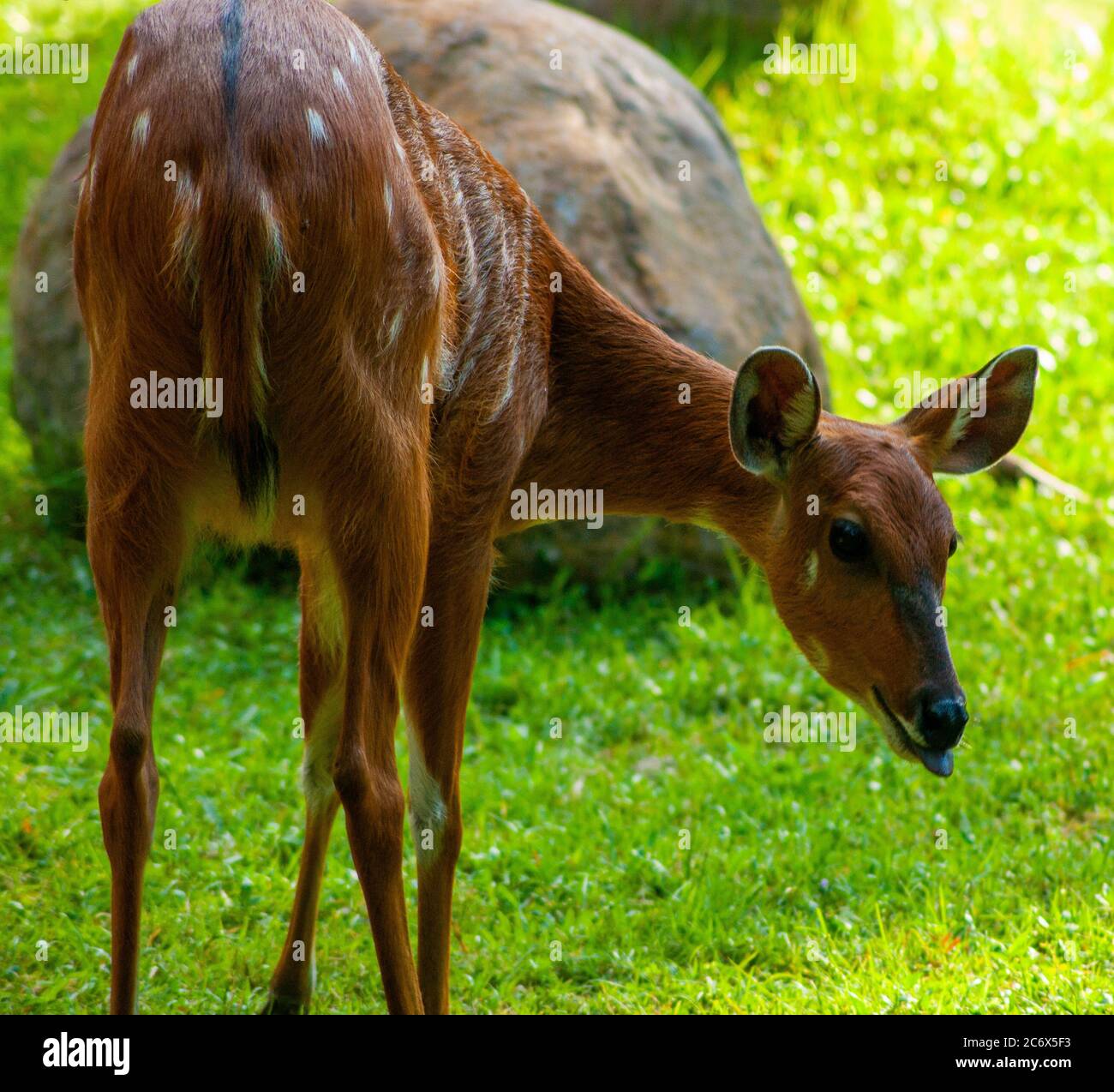 Kleiner Hirsch, der die Zunge heraussticht Stockfoto