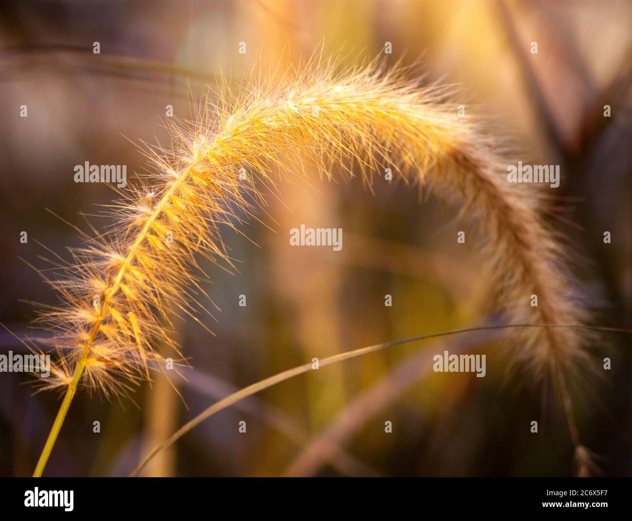 Sonne scheint über einem gelben Gras Stockfoto