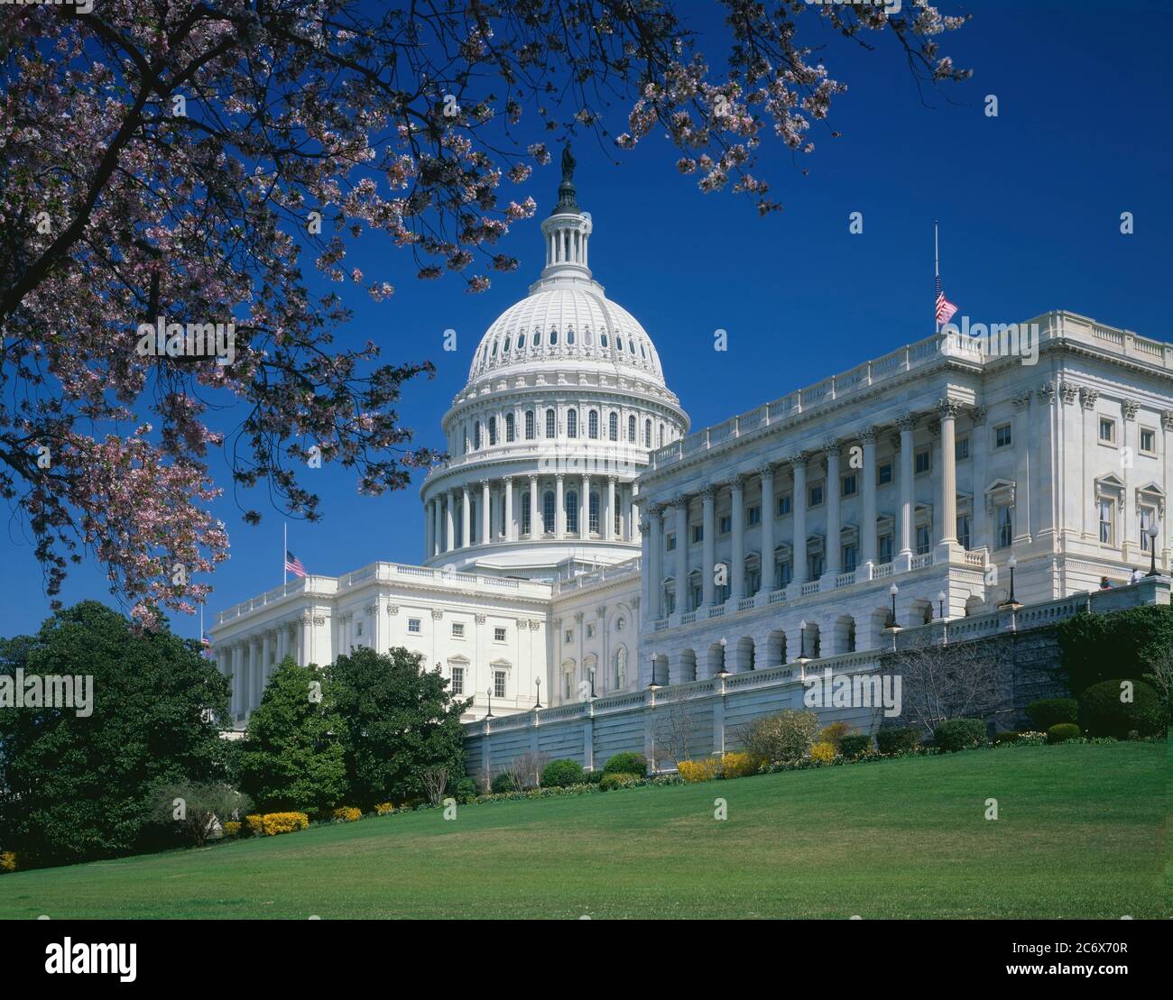 Washington D.C./APR Kirschbäume im Blütenrahmen Capital Hill. Stockfoto